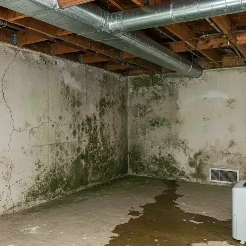 Professional Mold Removal in Mallory, WV